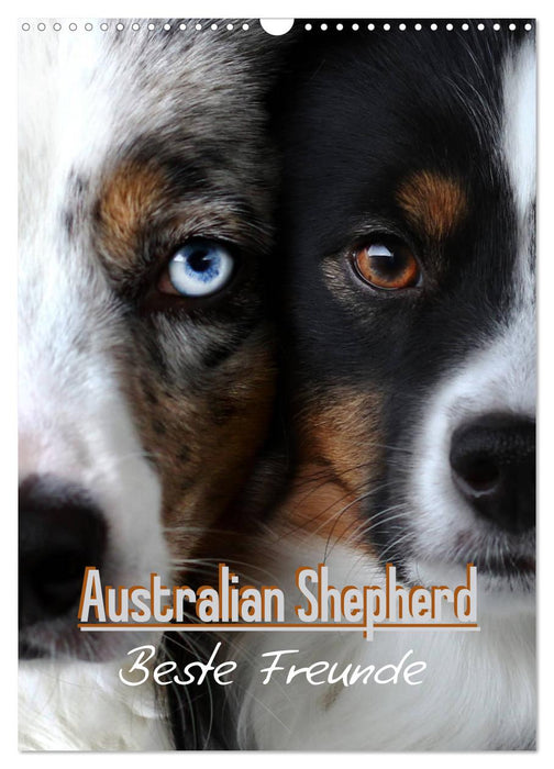 Australian Shepherd - Beste Freunde (CALVENDO Wandkalender 2025)