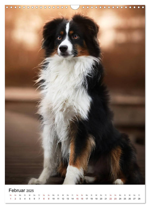 Australian Shepherd - Beste Freunde (CALVENDO Wandkalender 2025)