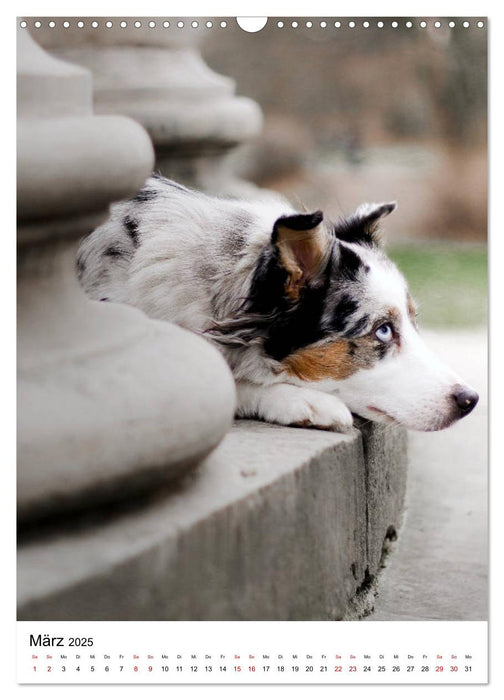 Australian Shepherd - Beste Freunde (CALVENDO Wandkalender 2025)