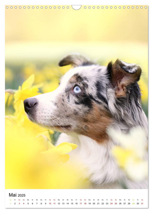 Australian Shepherd - Beste Freunde (CALVENDO Wandkalender 2025)