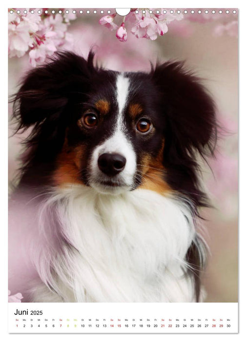 Australian Shepherd - Beste Freunde (CALVENDO Wandkalender 2025)