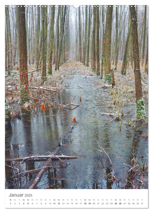 Wald - bezaubernde Landschaften (CALVENDO Premium Wandkalender 2025)