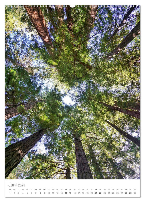 Wald - bezaubernde Landschaften (CALVENDO Premium Wandkalender 2025)