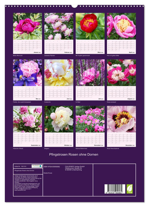 Pfingstrosen Rosen ohne Dornen (CALVENDO Premium Wandkalender 2025)