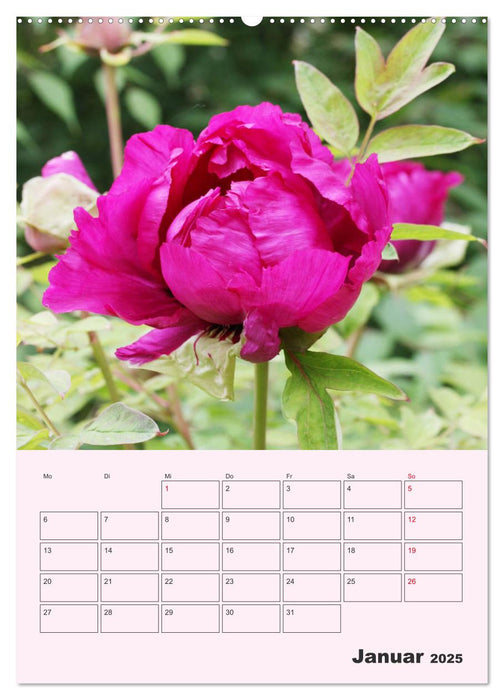 Pfingstrosen Rosen ohne Dornen (CALVENDO Premium Wandkalender 2025)