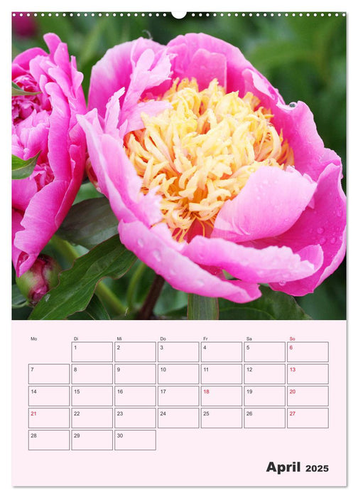 Pfingstrosen Rosen ohne Dornen (CALVENDO Premium Wandkalender 2025)