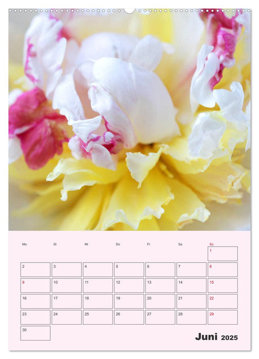 Pfingstrosen Rosen ohne Dornen (CALVENDO Premium Wandkalender 2025)