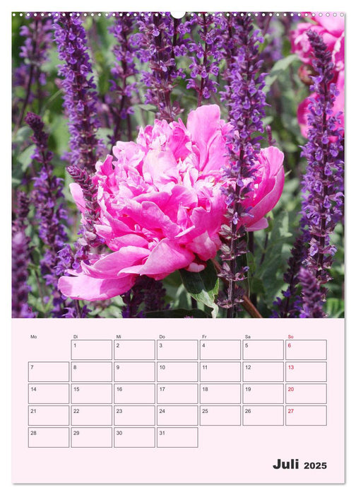 Pfingstrosen Rosen ohne Dornen (CALVENDO Premium Wandkalender 2025)