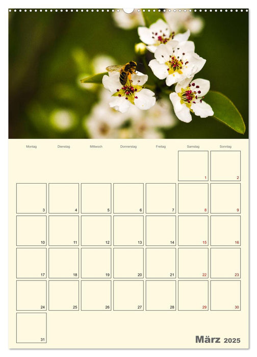 Bienen im Naturgarten (CALVENDO Wandkalender 2025)