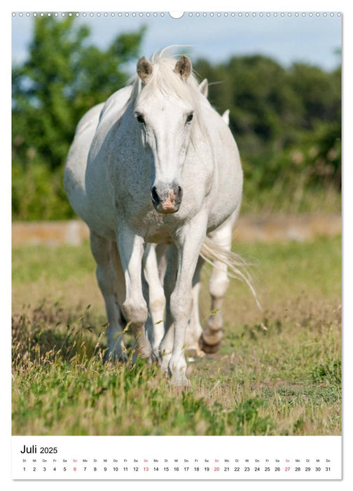 Camargue Pferde - weiße Mähnen (CALVENDO Premium Wandkalender 2025)