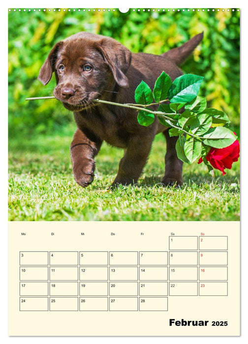 Familienplaner - Labrador Welpen entdecken die Welt (CALVENDO Wandkalender 2025)