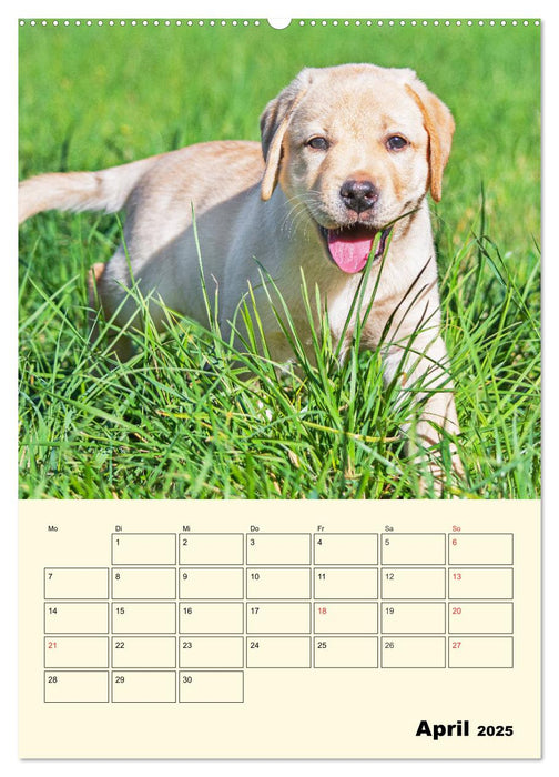 Familienplaner - Labrador Welpen entdecken die Welt (CALVENDO Wandkalender 2025)