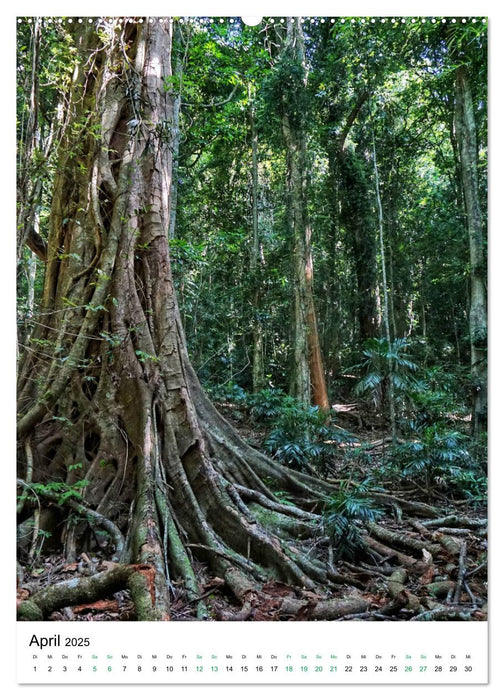 Regenwald - Australien (CALVENDO Premium Wandkalender 2025)