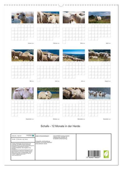 Schafe - 12 Monate in der Herde (CALVENDO Premium Wandkalender 2025)