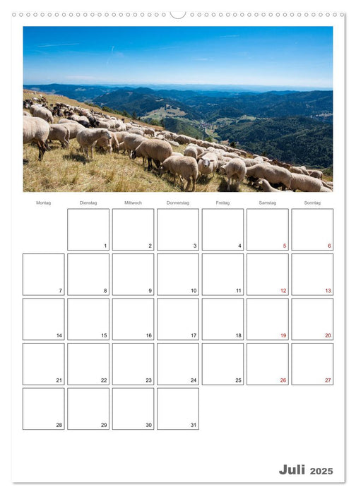 Schafe - 12 Monate in der Herde (CALVENDO Premium Wandkalender 2025)