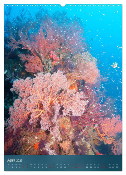 Farbenfrohe Unterwasserwelt (CALVENDO Wandkalender 2025)