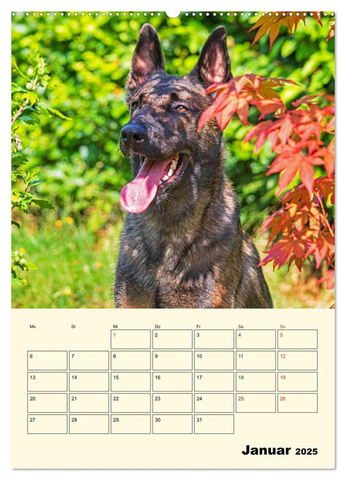 Familienplaner Tausendsassa Malinois (CALVENDO Wandkalender 2025)