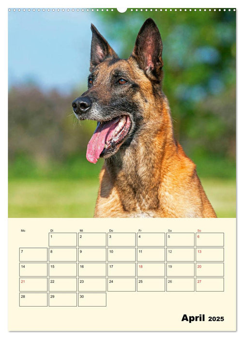 Familienplaner Tausendsassa Malinois (CALVENDO Wandkalender 2025)