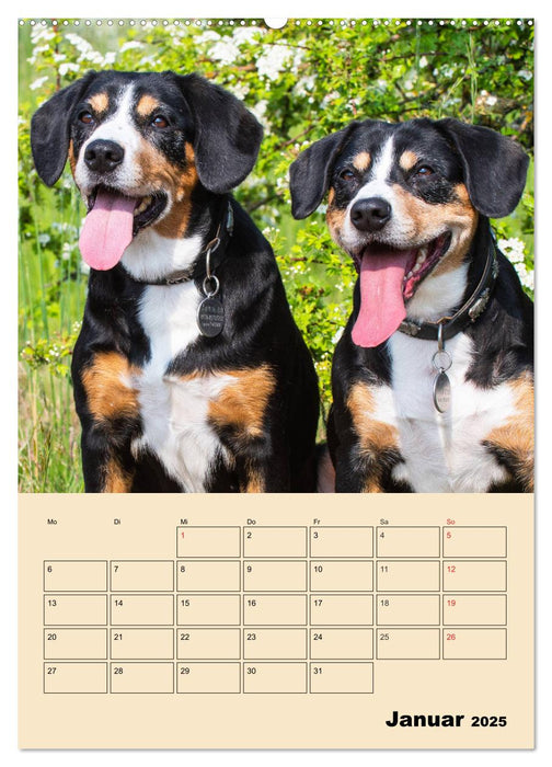 Jahresplaner Entlebucher Sennenhund (CALVENDO Wandkalender 2025)