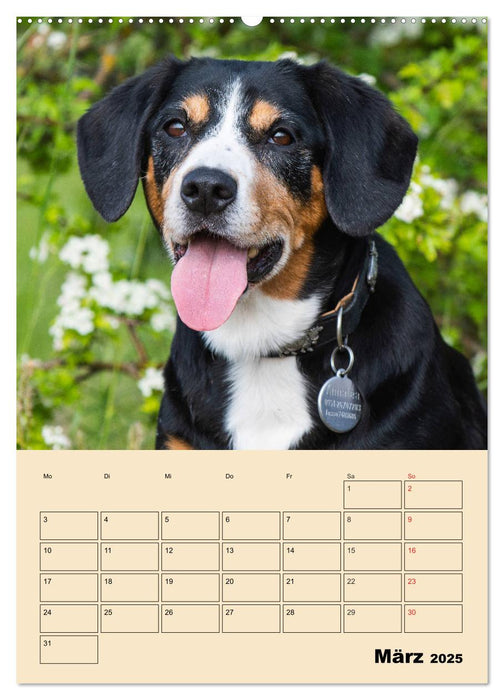 Jahresplaner Entlebucher Sennenhund (CALVENDO Wandkalender 2025)