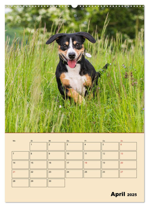 Jahresplaner Entlebucher Sennenhund (CALVENDO Wandkalender 2025)