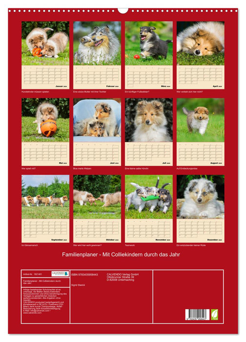 Familienplaner - Mit Colliekindern durch das Jahr (CALVENDO Wandkalender 2025)