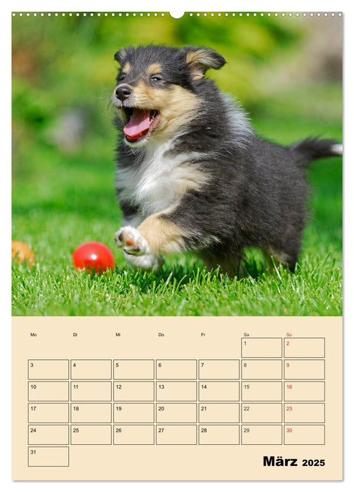 Familienplaner - Mit Colliekindern durch das Jahr (CALVENDO Wandkalender 2025)