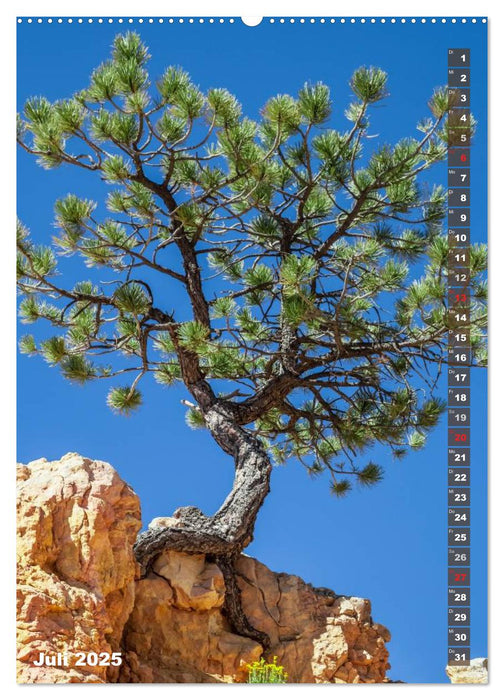 BRYCE CANYON Natur Pur (CALVENDO Premium Wandkalender 2025)