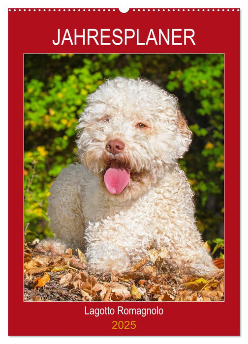 Jahresplaner Lagotto Romagnolo (CALVENDO Wandkalender 2025)