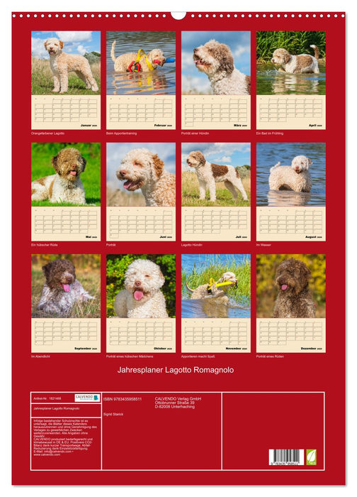 Jahresplaner Lagotto Romagnolo (CALVENDO Wandkalender 2025)