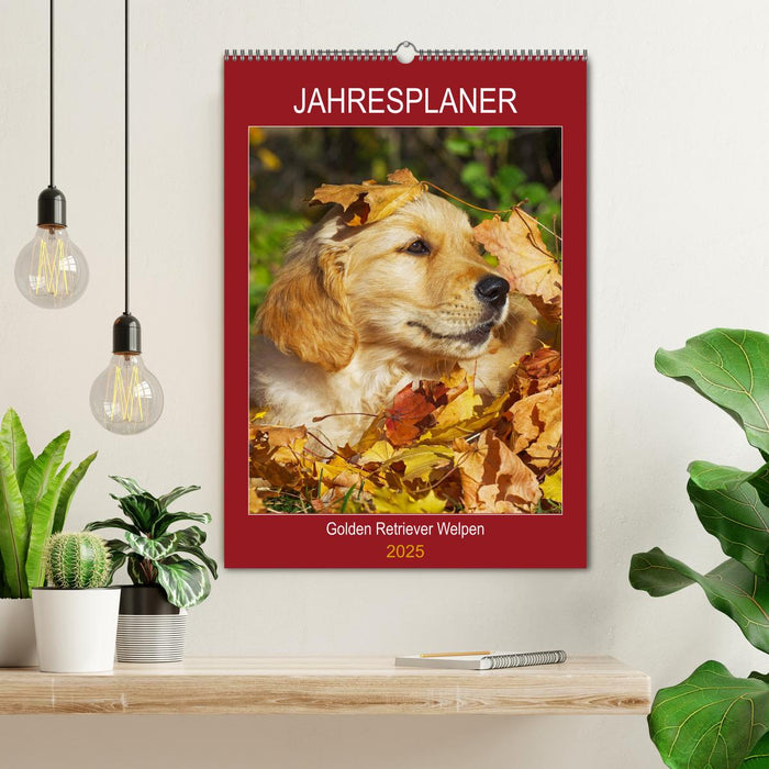 Jahresplaner Golden Retriever Welpen (CALVENDO Wandkalender 2025)