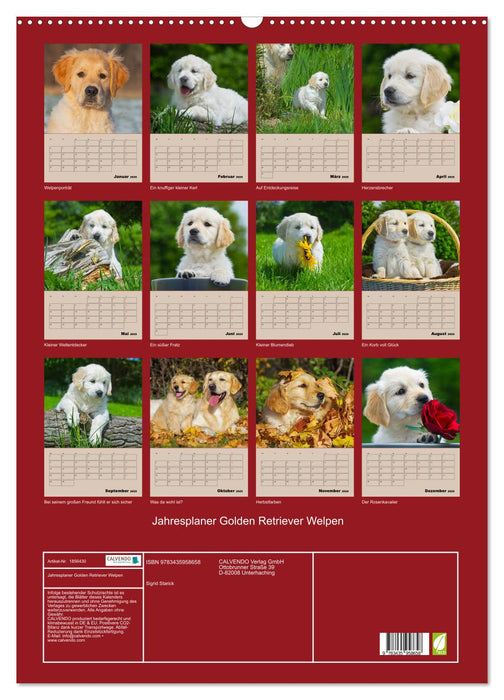 Jahresplaner Golden Retriever Welpen (CALVENDO Wandkalender 2025)