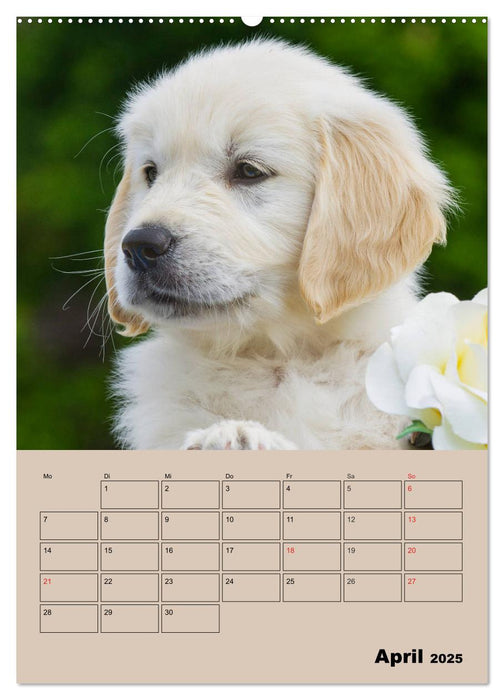 Jahresplaner Golden Retriever Welpen (CALVENDO Wandkalender 2025)