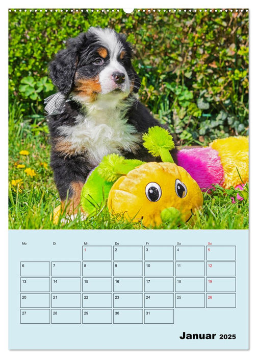 Familienplaner Berner Sennenhund Welpen (CALVENDO Wandkalender 2025)