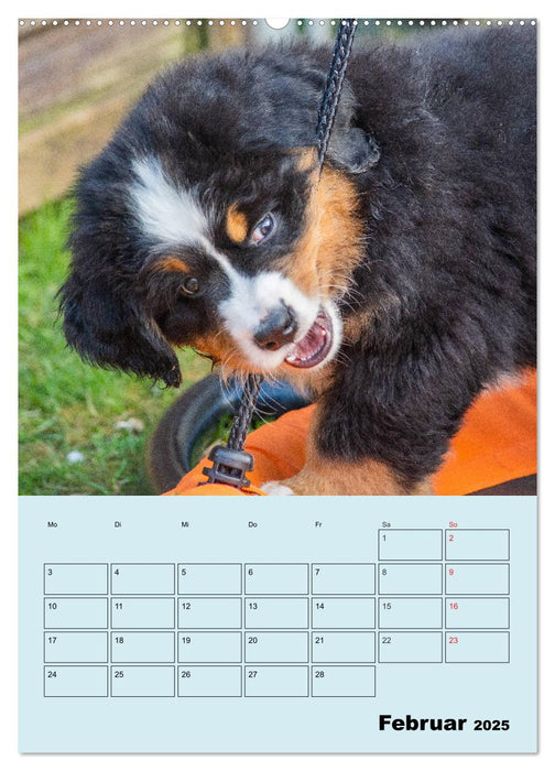 Familienplaner Berner Sennenhund Welpen (CALVENDO Wandkalender 2025)