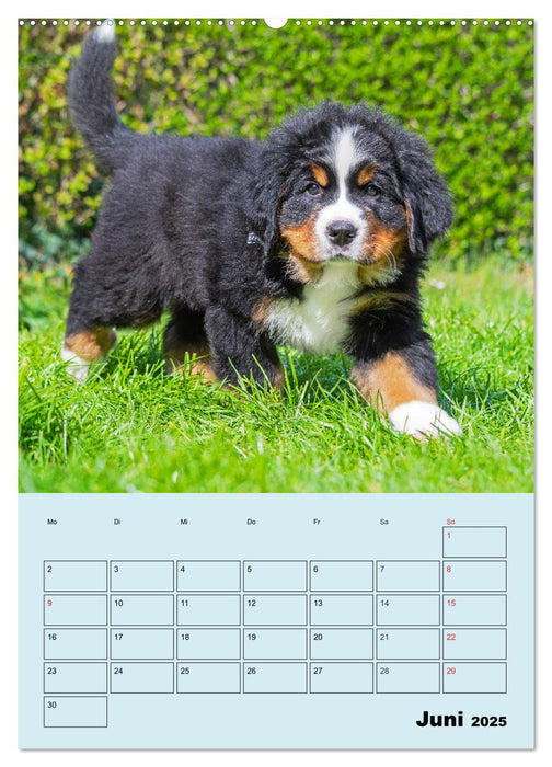 Familienplaner Berner Sennenhund Welpen (CALVENDO Wandkalender 2025)