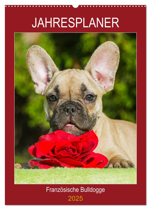 Jahresplaner Französische Bulldogge (CALVENDO Wandkalender 2025)