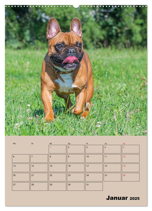 Jahresplaner Französische Bulldogge (CALVENDO Wandkalender 2025)