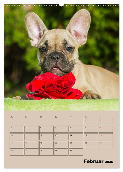 Jahresplaner Französische Bulldogge (CALVENDO Wandkalender 2025)