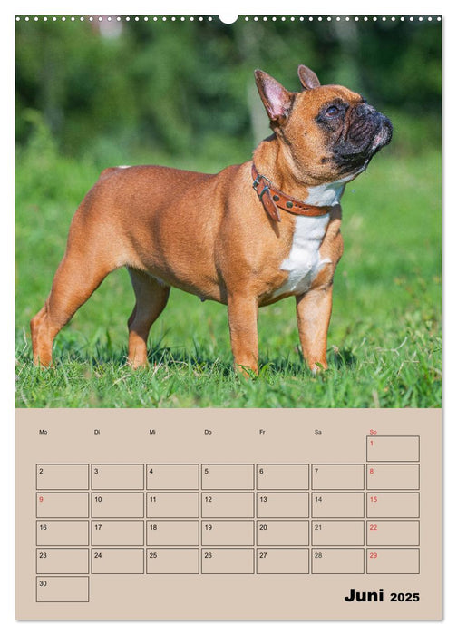 Jahresplaner Französische Bulldogge (CALVENDO Wandkalender 2025)