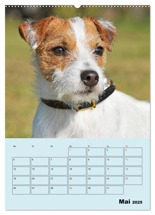 Familienplaner Jack und Parson Russell Terrier (CALVENDO Wandkalender 2025)