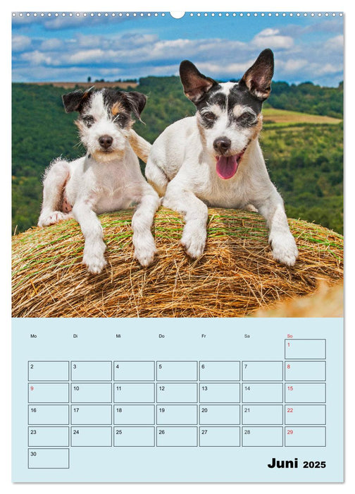 Familienplaner Jack und Parson Russell Terrier (CALVENDO Wandkalender 2025)