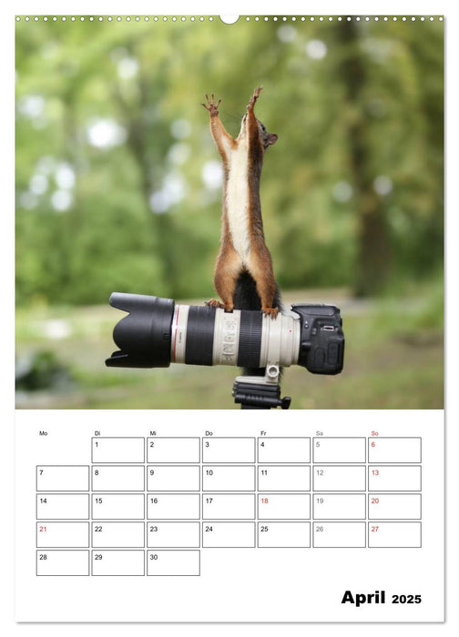 Die kleine Welt der Eichhörnchen in Regensburg (CALVENDO Premium Wandkalender 2025)