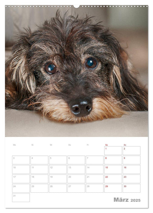 Dackelportraits (CALVENDO Premium Wandkalender 2025)