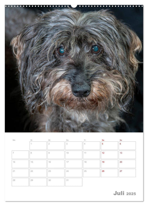 Dackelportraits (CALVENDO Premium Wandkalender 2025)