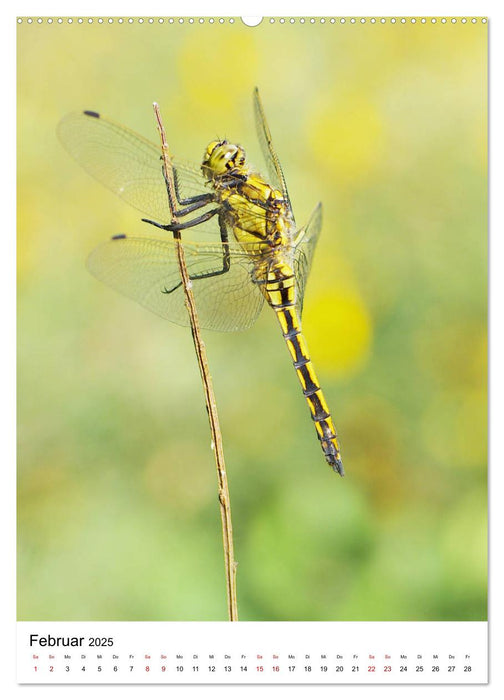 Insekten,Schönheiten der Natur (CALVENDO Premium Wandkalender 2025)