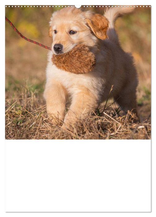 Jahresplaner Golden Retriever (CALVENDO Wandkalender 2025)