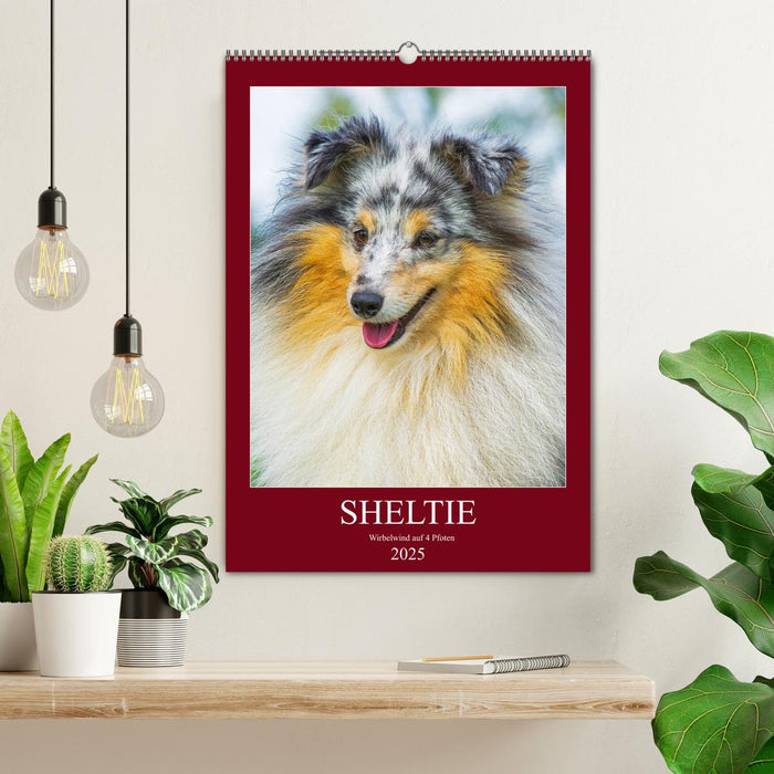 Sheltie - Wirbelwind auf 4 Pfoten (CALVENDO Wandkalender 2025)