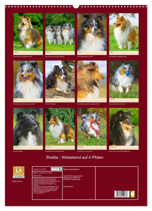 Sheltie - Wirbelwind auf 4 Pfoten (CALVENDO Wandkalender 2025)