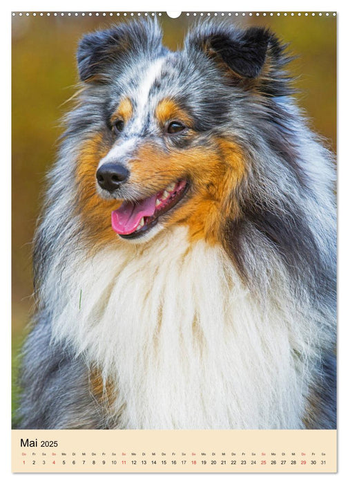 Sheltie - Wirbelwind auf 4 Pfoten (CALVENDO Wandkalender 2025)